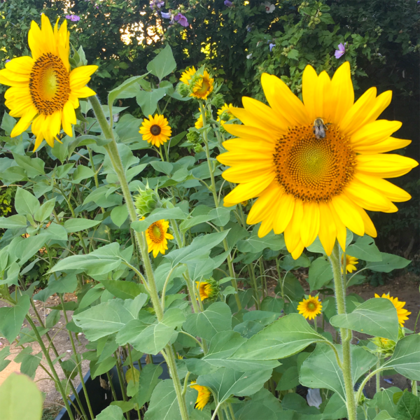 Sunflower Seeds Tall Growing Large Heads Helianthus annulus Gardening Planting 2