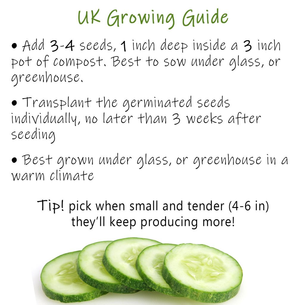 20 British Cucumber Seeds Welldales