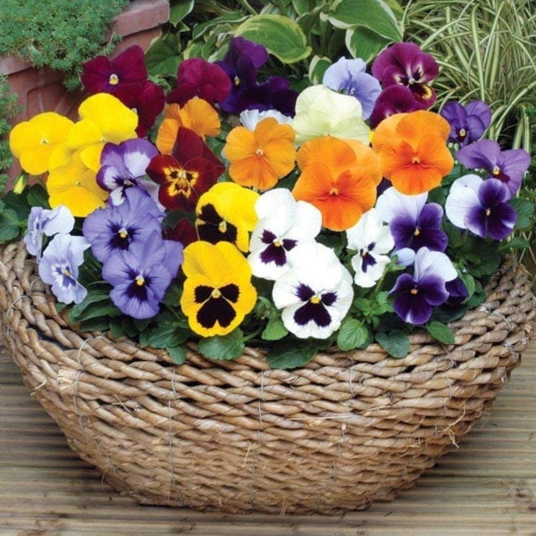 50 UK Pastel Giant Mixed Pansy Seeds Coloured Plants Pot Basket & Garden Flowers in a basket
