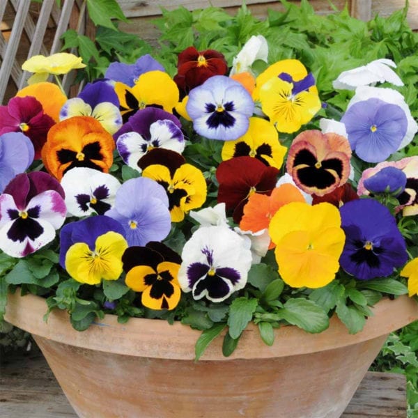 50 UK Pastel Giant Mixed Pansy Seeds Coloured Plants Pot Basket & Garden Flowers seeds in hand potted