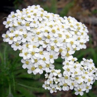 100 Achillea White Flower Seeds UK Yarrow Wildflower Daisy for Gardens & Meadows Garden Growing Plants