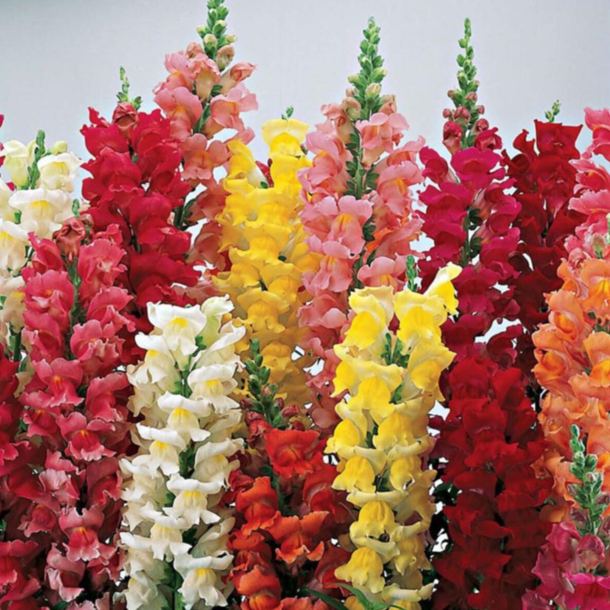 100 Giant Snapdragon Seeds Antirrhinum Majus Mix Colour Border container Flower