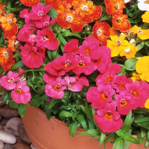 100 Mixed Perennial Flower Seeds Scented UK Hardy Colourful Nemesia Strumosa to Plant and Grow