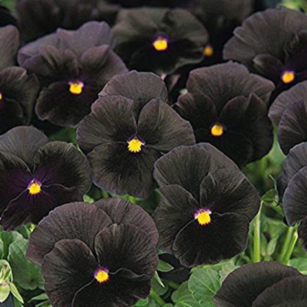 50 Black Pansy Seeds Viola Wittrockiana Crystal Clear Flowers to Plant Grow UK