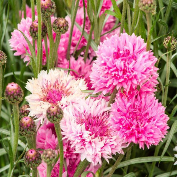 50 DOUBLE PINK CORNFLOWER SEEDS CENTAUREA CYANUS TO PLANT BORDER FLOWER BED UK