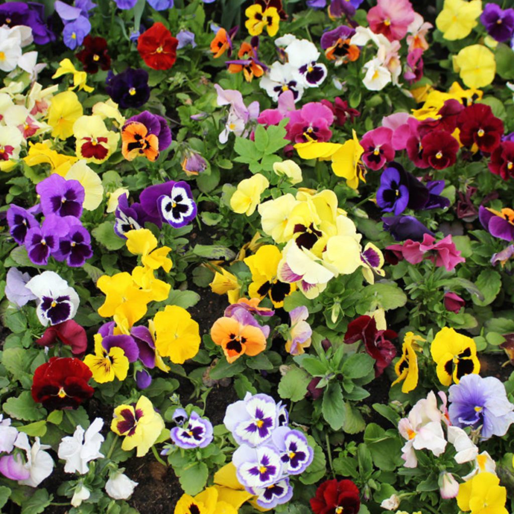 50 Mixed Pastel Giant Winter Pansy Seeds - Welldales