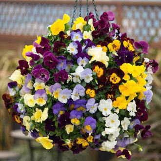 50-Giant-Winter-Pansy-Seed-Mix-UK-Hardy-Hiemalis-Viola-Flowering-Plants