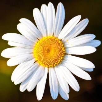 50-Ox-Eye-Daisy-Seeds-Leucanthemum-Vulgare-British-Wildflower-Plants