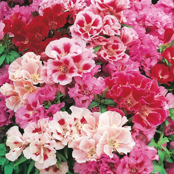 Untitled-100 Mixed Pink Godetia Whitneyi Seeds UK Hardy Scented Bi Colour Annual Flowers Growing