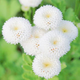 100 Daisy Seeds SnowBall Chrysanthemum Flowers UK Hardy Perennial Plants To Grow Flowers to Plant