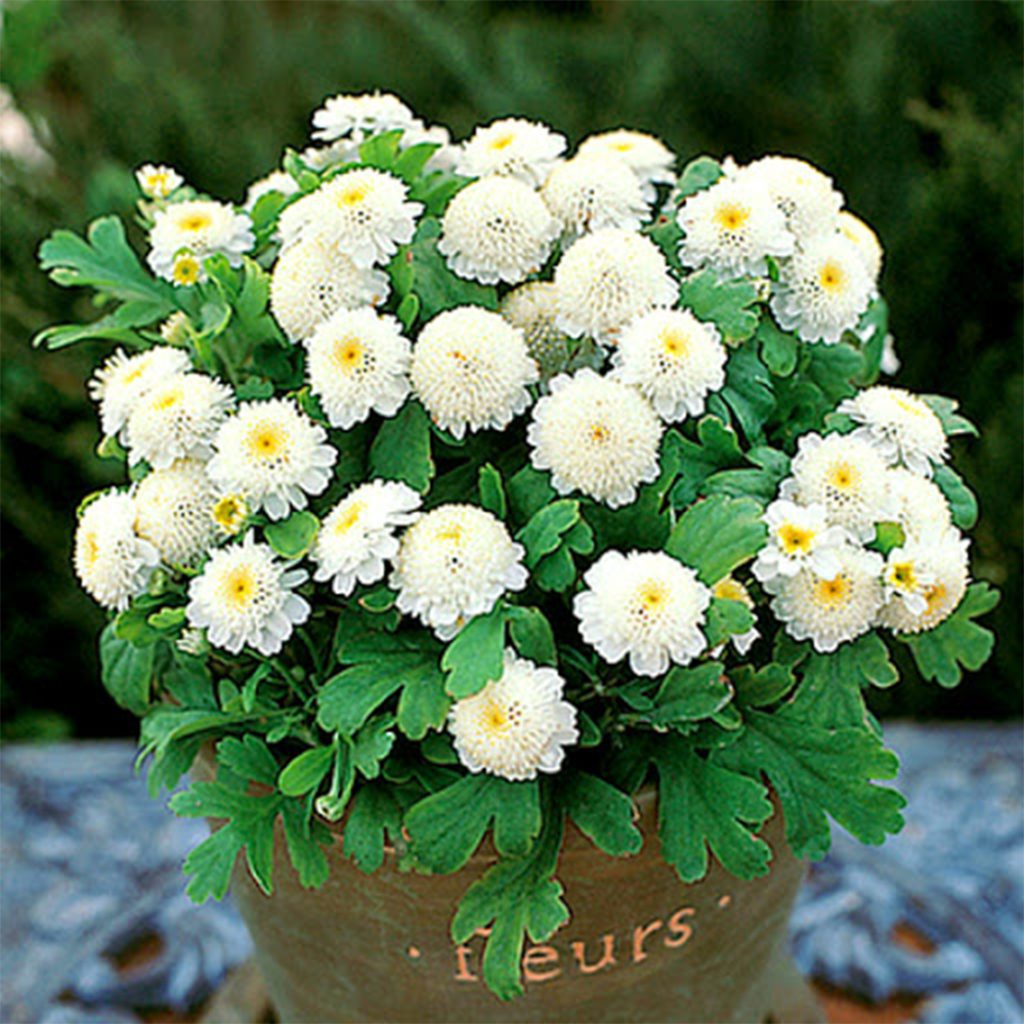 thumbnail image 2 of FEVERFEW SNOWBALL 200 SEEDS, TANACETUM PARTHENIUM FLORO PLENO 2 of 9