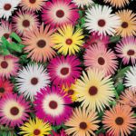 100 Mixed Pastel Mesembryanthemum Seeds