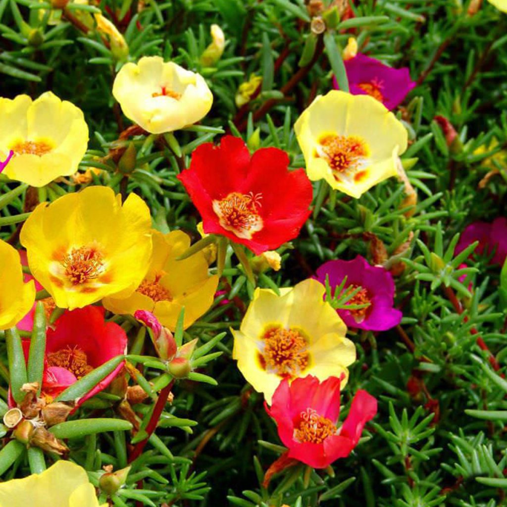 100 Mini Portulaca Seeds - Welldales