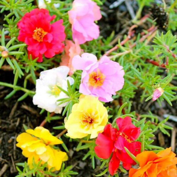 100 Mixed UK Carpet Moss Rose Seeds Plant Portulaca Grow Coloured Garden Flowers - MAIN