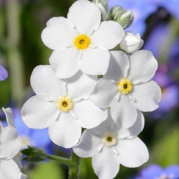 100 Pure White Forget me Not Wild Flower Seeds Myosotis Self Seeding Woodland UK Plants to Growing