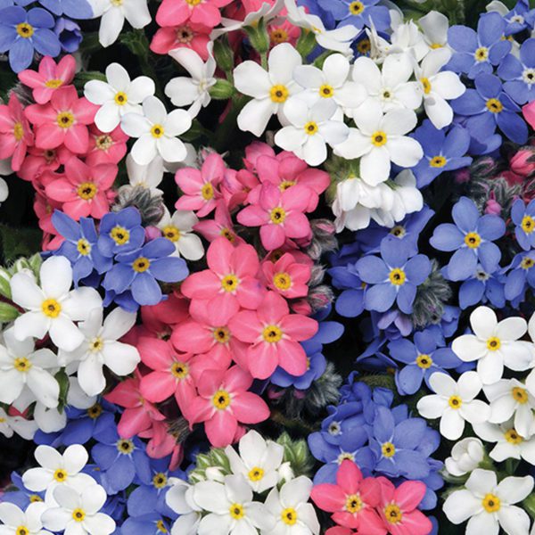 100 UK Pastel Mini Forget Me Not Seeds to Plant & Grow Pink Blue & White Flowers