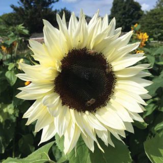 30 Vanilla Giant Sunflower Seeds for Planting & Growing Gardens Kids Cream White - Main