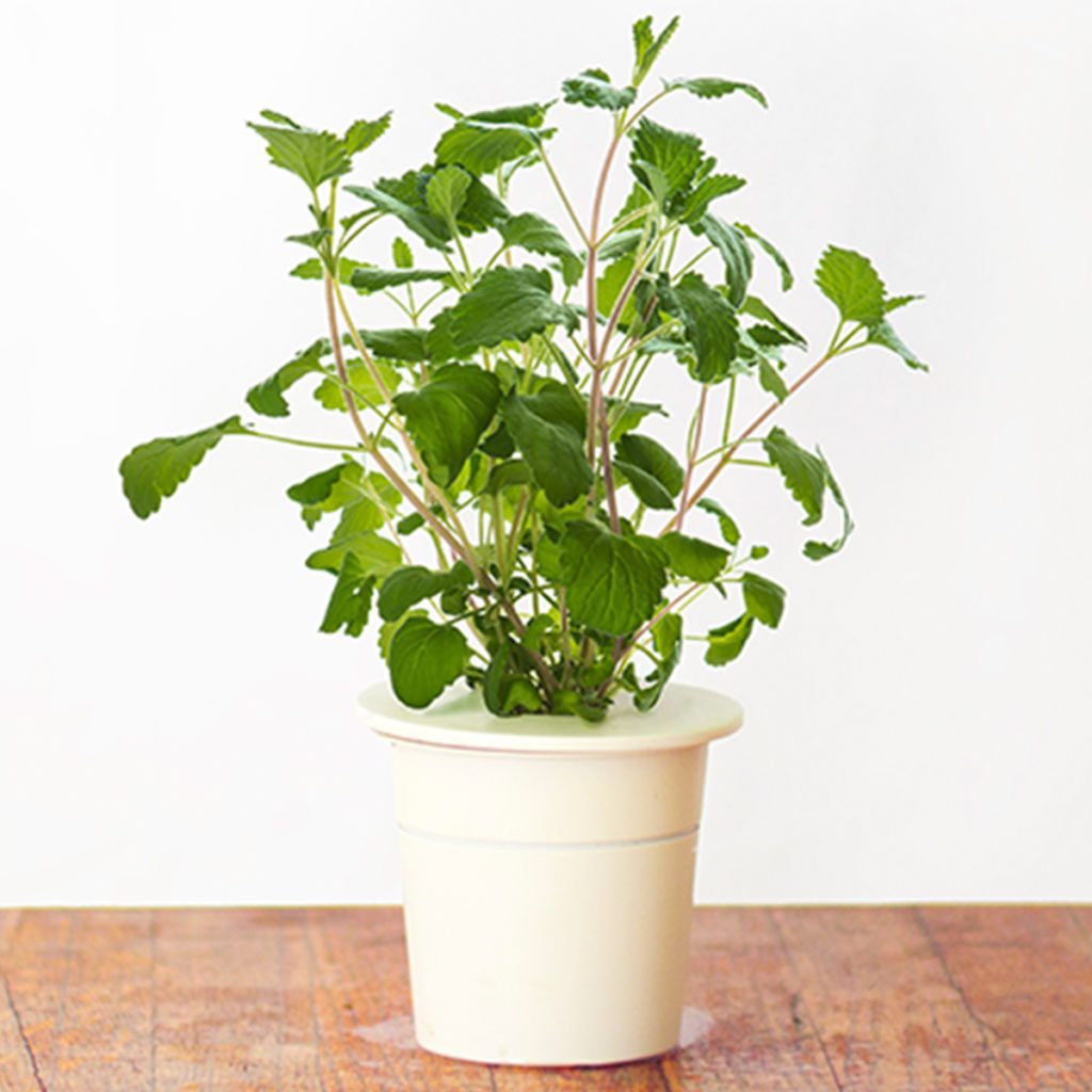 50 White Flower Catnip Seeds Welldales