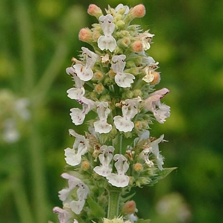 50 White Flower Catnip Seeds - Welldales