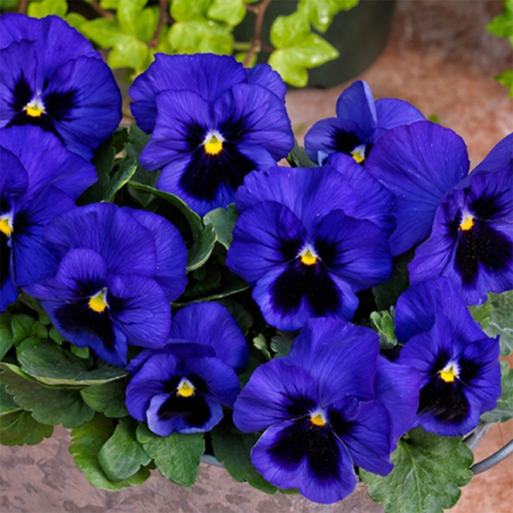 50 Giant Blue Pansy Seeds Welldales