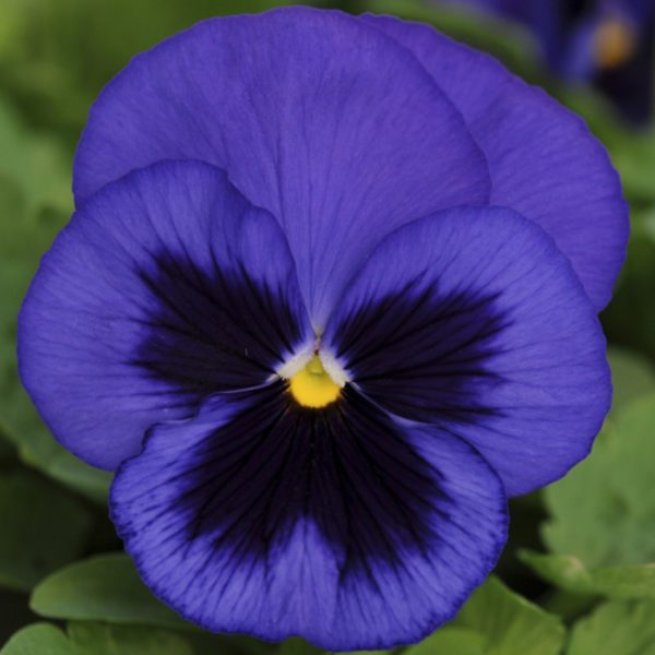 50 Giant Blue Pansy Viola Seeds Swiss Indoor Outdoor Plants To Grow UK Hardy - MAIN