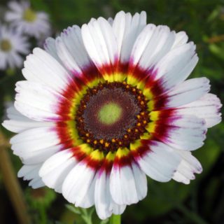50 Giant Cape Wild Daisy Flower Seeds to Grow 60cm Colourful Plants Zulu Prince - Close