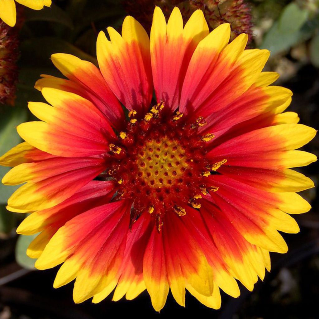50 Giant Gaillardia Garden Flower Seeds Welldales