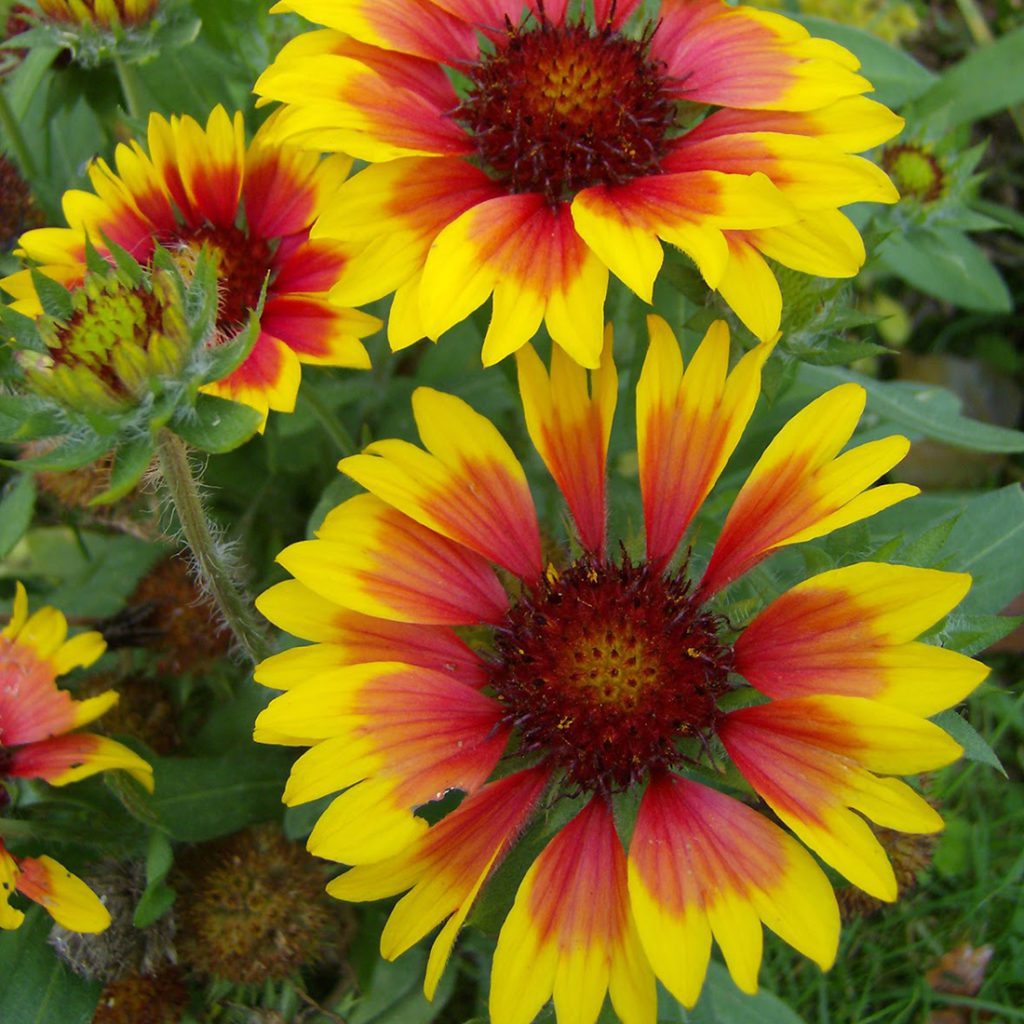 50 Giant Gaillardia Garden Flower Seeds - Welldales