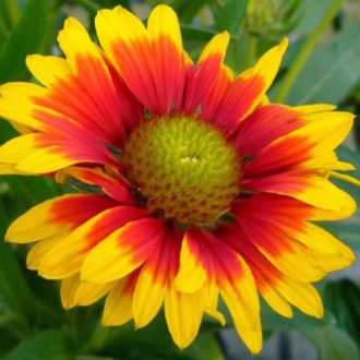 50 Giant Gaillardia Garden Flower Seeds to Plant Grow Coloured Wildflower Plants 3