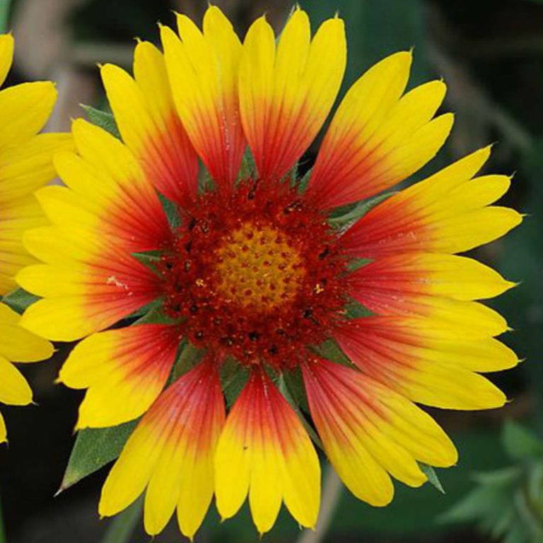 50 Giant Gaillardia Garden Flower Seeds Welldales