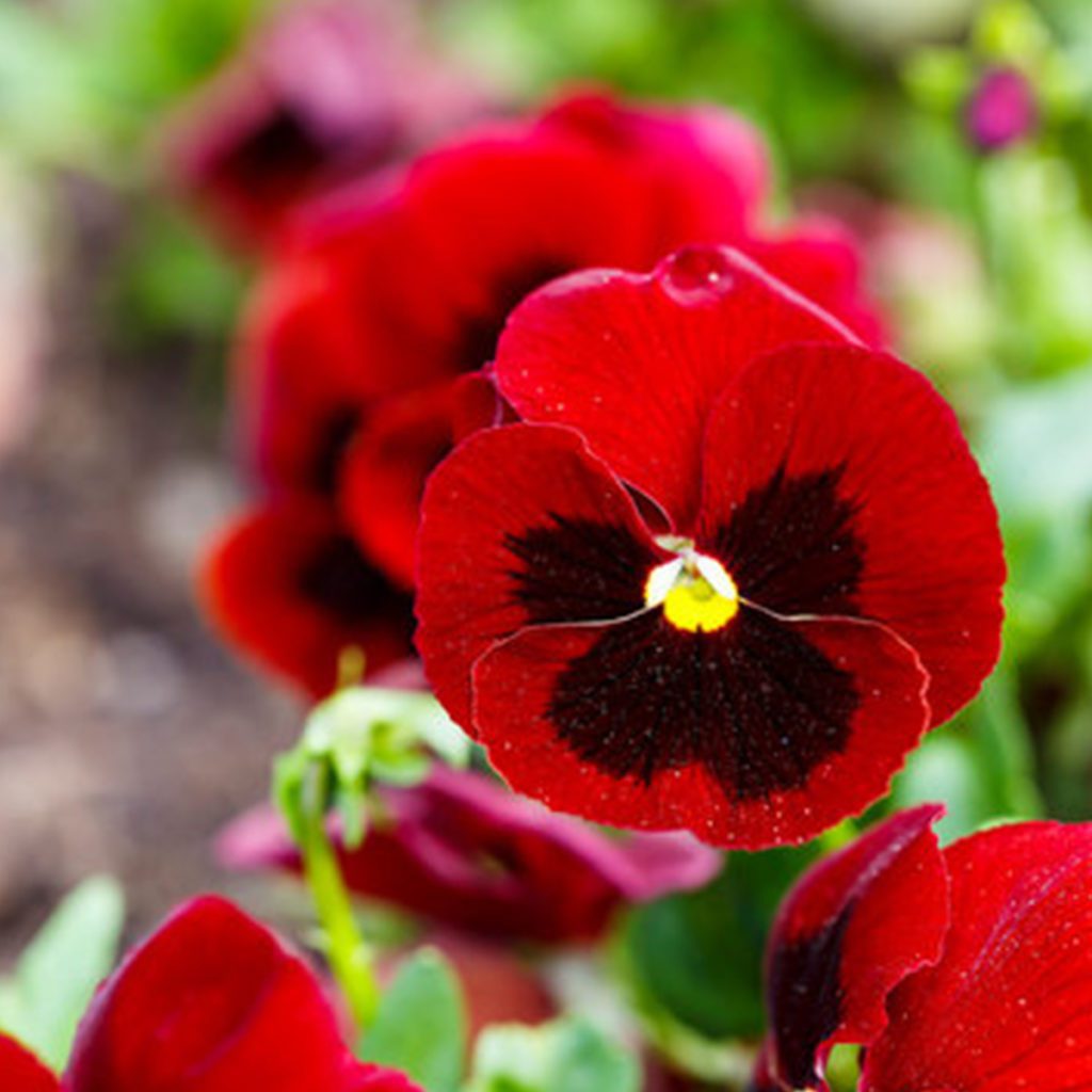 50 Giant Red Pansy Seeds Welldales