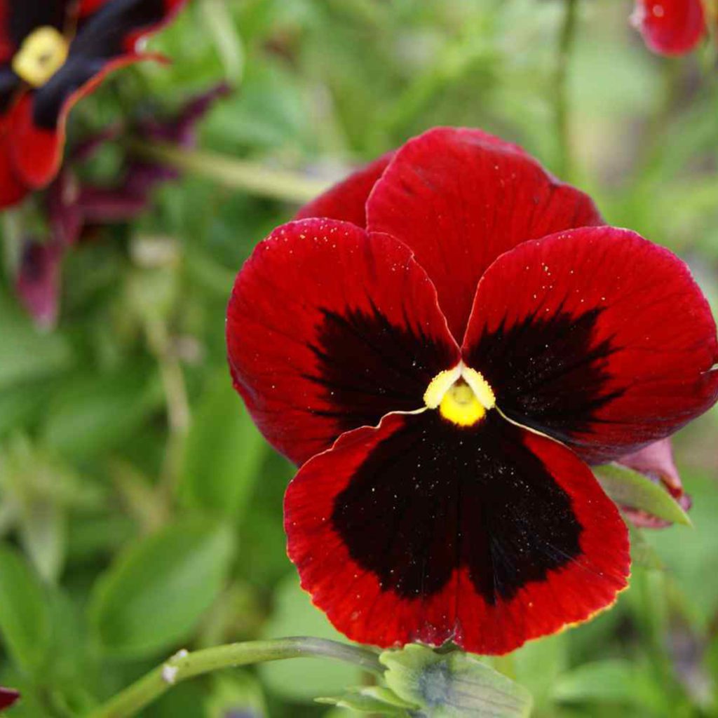 50 Giant Red Pansy Seeds Welldales