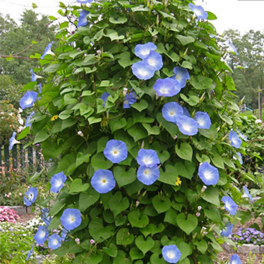 50 Ipomoea Blue Morning Glory Seeds Welldales