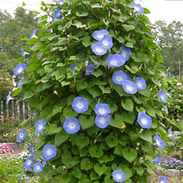 50 Ipomoea Blue Morning Glory Seeds UK Climbing Flowers for Gardens to Plant and Grow