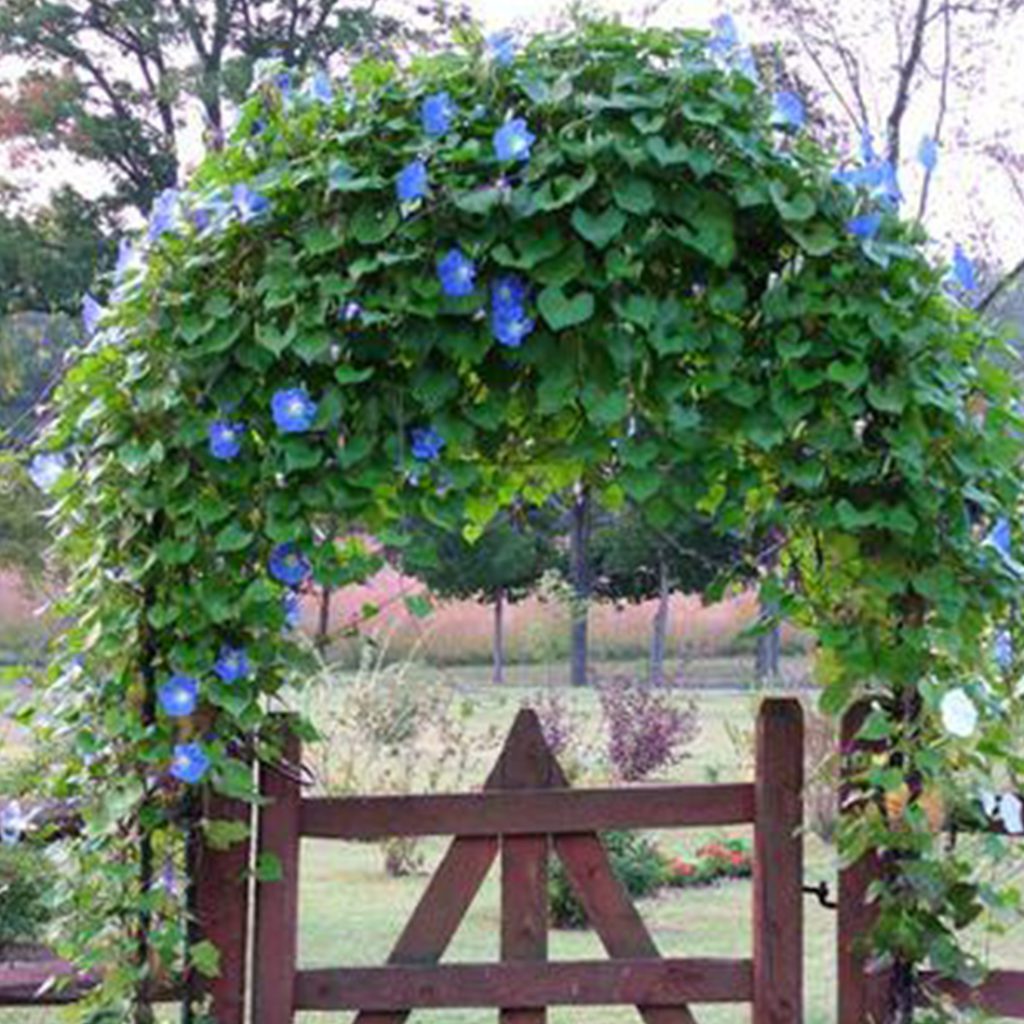 50 Ipomoea Blue Morning Glory Seeds - Welldales