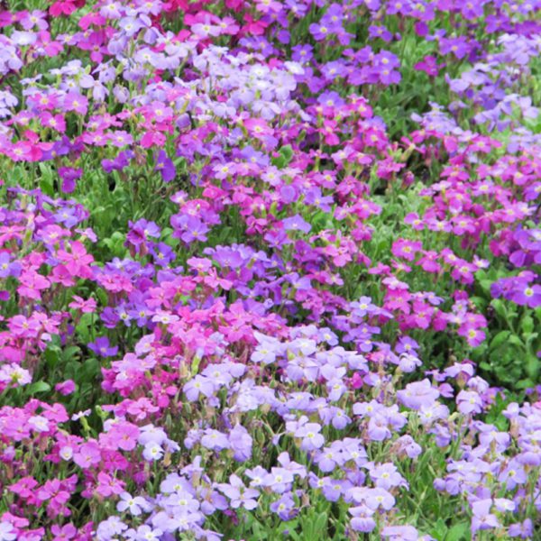 50 Mix Aubretia Seeds Ground Cover Rock Garden Flower Nana Compacta Alpine Plant 2
