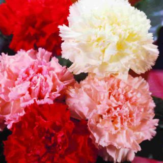 50 Mixed Carnation Seeds Scented Chabaud Meadow Coloured Flowers to Plant & Garden Flower
