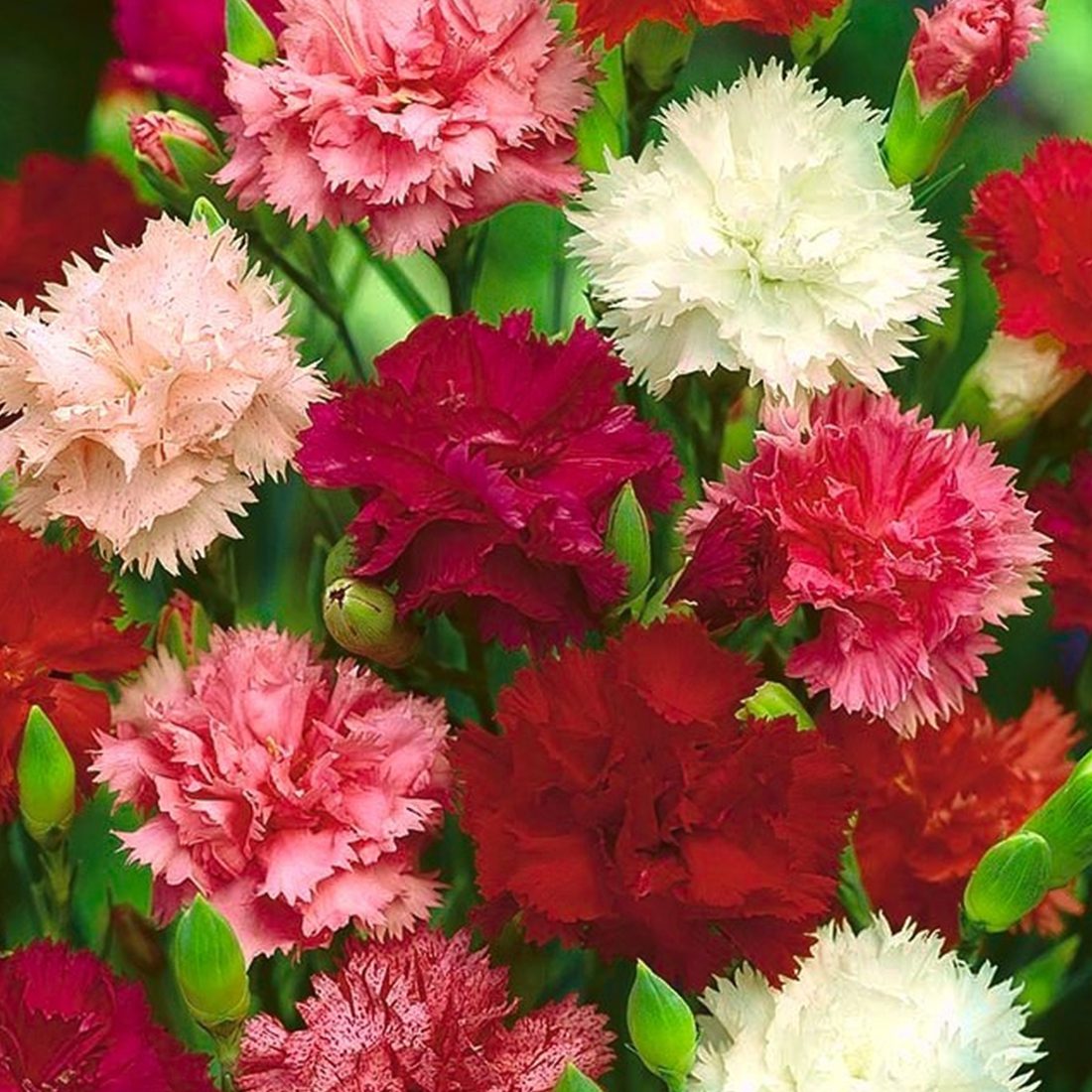 50 Mixed Chabaud Carnation Seeds - Welldales