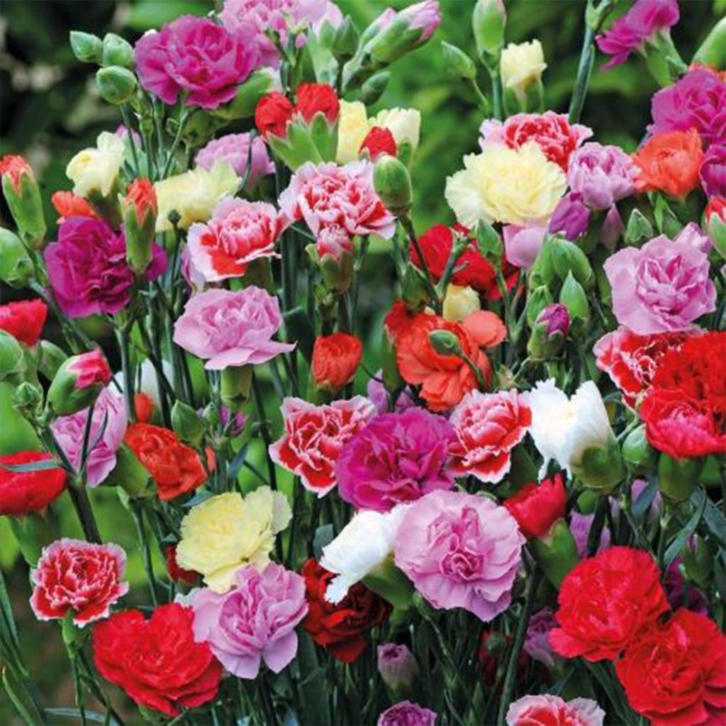 50 Mixed Vienna Meadow Carnation Seeds Welldales