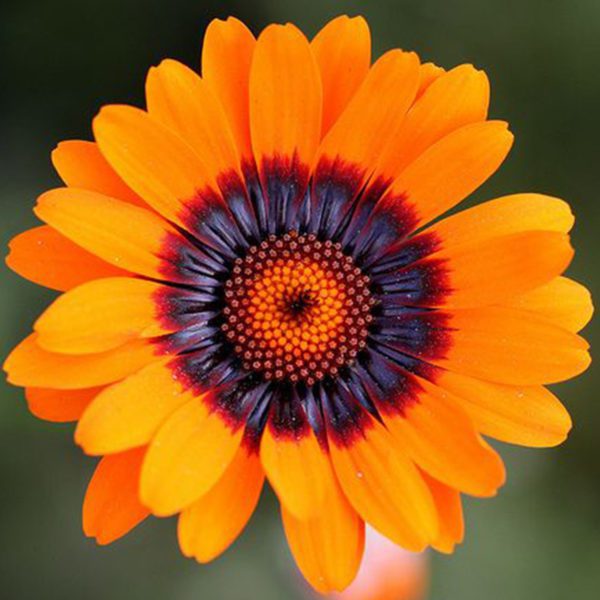 50 Orange Cape Wild Daisy Seeds Exotic Flower for Pots & Gardens Sunflower Bloom