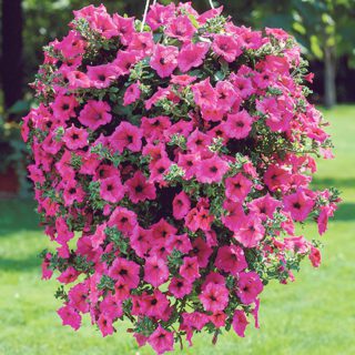 50 Rose Flower Seeds Pink Petunia Heaven Scented Border Trailing Plant UK Annual