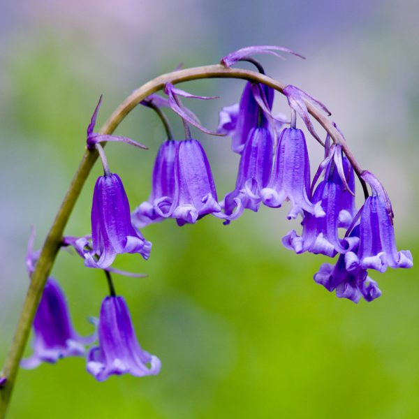 50 Scented English Bluebells Seeds UK Hardy Wild woodland Flowers Plants to Grow Meadow Flower Seeds