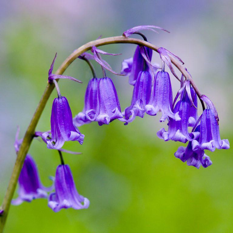 50 English Bluebells Seeds Welldales