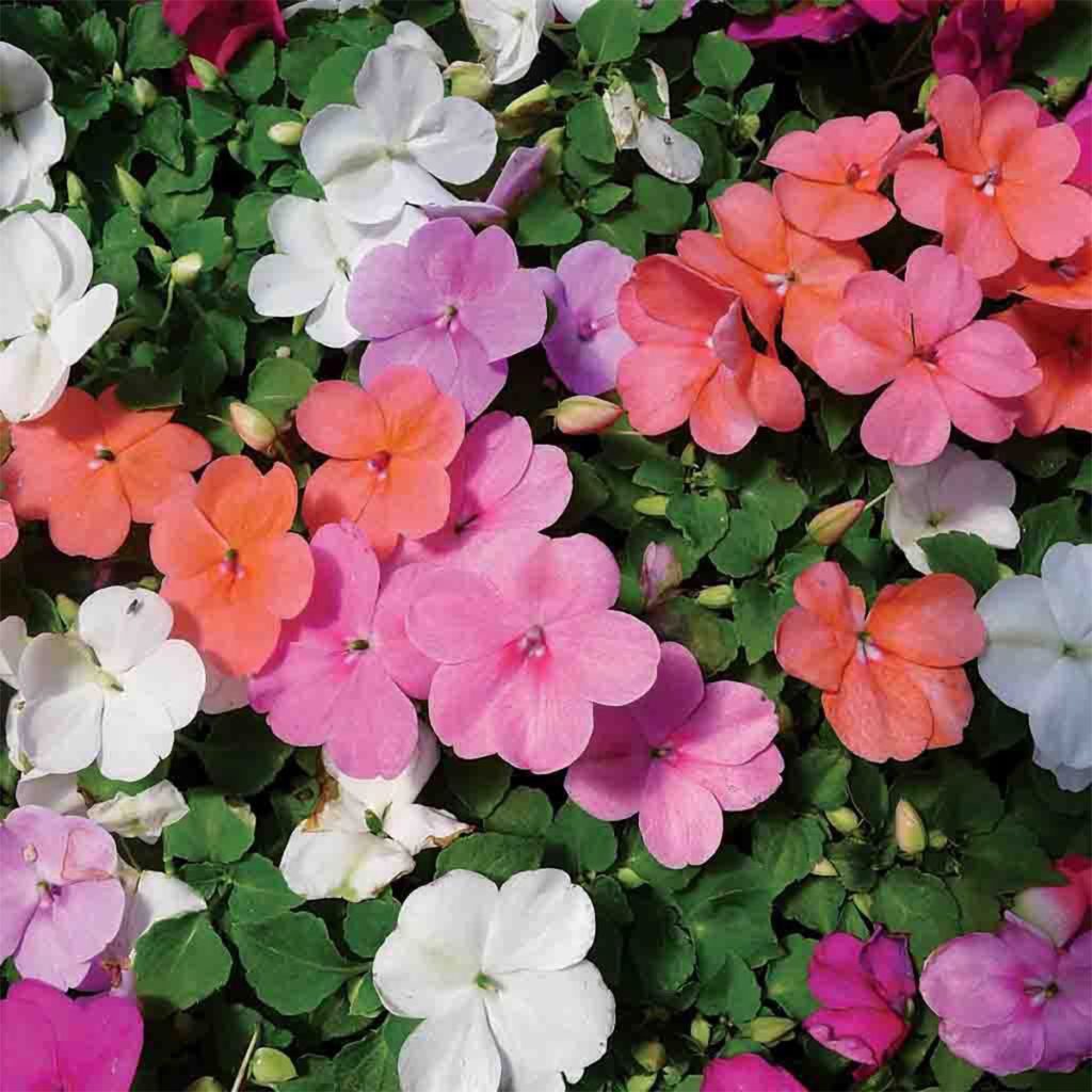 50 Busy Lizzie Impatiens Walleriana Mix Seeds Welldales