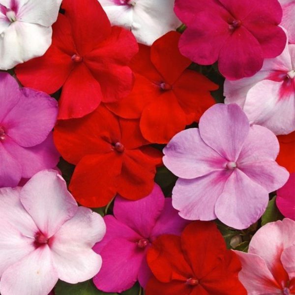 50 UK Busy Lizzie Seeds Grow Impatiens Walleriana Plants Colourful Flower Mix 4