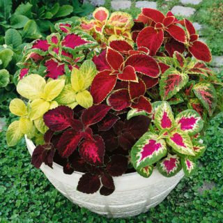 50 UK Coleus Rainbow Seed Mix Dwarf Coloured Flowers to Plant & Grow Bush Plants Potting Indoor Outdoor