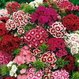 50 UK Dianthus Seeds Sweet William Auricula Windowsill Garden Patio Border Plant 3