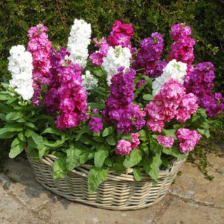50 UK Dwarf Stock Seeds Gardens Pots Borders Mixed Colour Fragrant Flower Seeds 1