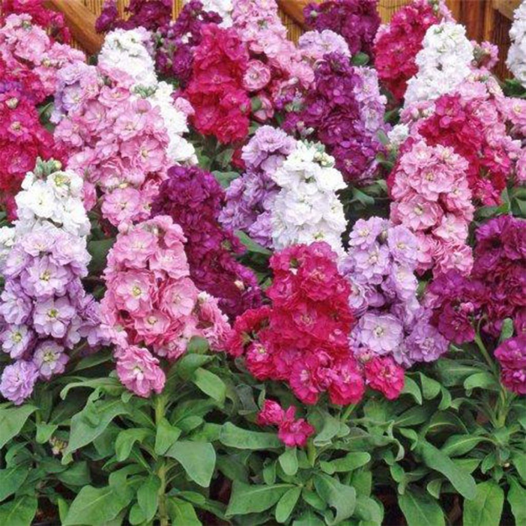 50 Mixed Matthiola Stock Seeds Welldales