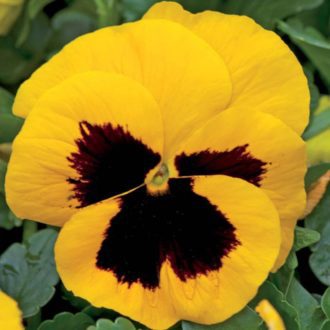 50 UK Giant Pastel Yellow Pansy Seeds to Plant in Pots Hanging Basket Flowers - MAIN